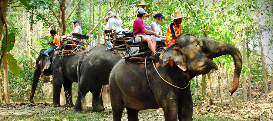 Kaveri International Elephant Riding